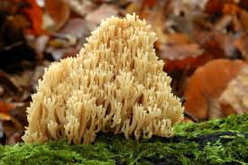 Attēlu rezultāti vaicājumam “Russulales”