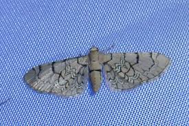 Attēlu rezultāti vaicājumam “Eupithecia venosata”