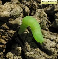 Attēlu rezultāti vaicājumam “Autographa gamma”