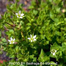 Attēlu rezultāti vaicājumam “Arenaria serpyllifolia flower”