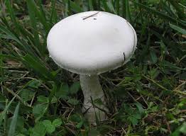 Attēlu rezultāti vaicājumam “Agaricus”