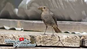 Attēlu rezultāti vaicājumam “Phoenicurus ochruros female”