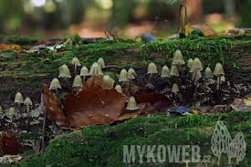 Attēlu rezultāti vaicājumam “Mycena stipata”