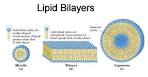 Biological <b>Membranes</b>