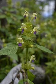 Attēlu rezultāti vaicājumam “Galeopsis speciosa”