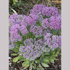 Attēlu rezultāti vaicājumam “Sedum pallidum bud”