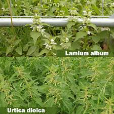 Attēlu rezultāti vaicājumam “Urtica dioica flower”