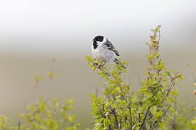 Image result for Emberiza pallasi