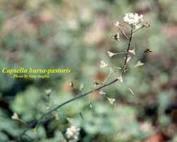 Attēlu rezultāti vaicājumam “Capsella bursa-pastoris bud”