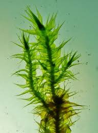 Attēlu rezultāti vaicājumam “Campylium stellatum”