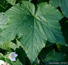 Attēlu rezultāti vaicājumam “Rubus parviflorus leaf”