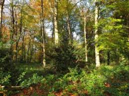 Image result for Guildford Orienteers