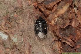 Attēlu rezultāti vaicājumam “Adomerus biguttatus”