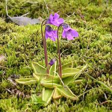 Attēlu rezultāti vaicājumam “Pinguicula vulgaris”