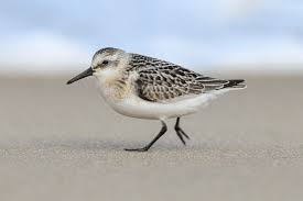 Attēlu rezultāti vaicājumam “Calidris alba adult”