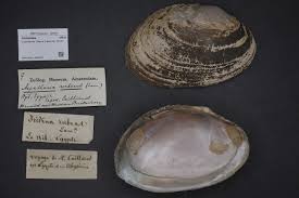 Attēlu rezultāti vaicājumam “Collaria rubens macro”