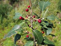 Attēlu rezultāti vaicājumam “Malus baccata”