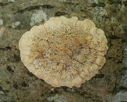 Attēlu rezultāti vaicājumam “Phlebia rufa”