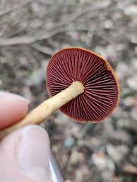 Attēlu rezultāti vaicājumam “Cortinarius sanguineus”