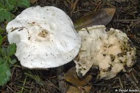 Attēlu rezultāti vaicājumam “Craterium leucocephalum var. scyphoides”