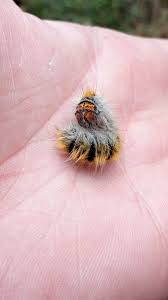 Attēlu rezultāti vaicājumam “Lasiocampa trifolii male”