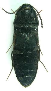 Attēlu rezultāti vaicājumam “Ampedus balteatus”