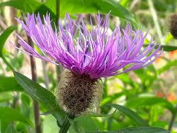 Attēlu rezultāti vaicājumam “Centaurea phrygia bud”