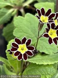 Attēlu rezultāti vaicājumam “Primula elatior flower”