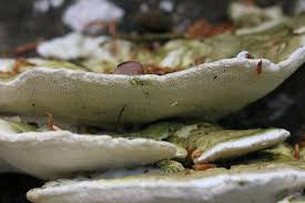 Attēlu rezultāti vaicājumam “Trametes gibbosa”