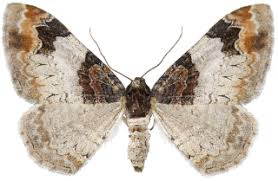 Attēlu rezultāti vaicājumam “Catarhoe cuculata”