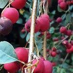 Attēlu rezultāti vaicājumam “Cotoneaster multiflorus fruit”