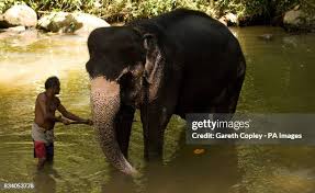 Image result for pinawella