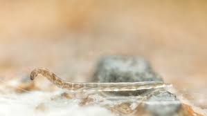 Attēlu rezultāti vaicājumam “Phronia sp.”