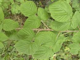 Attēlu rezultāti vaicājumam “Rubus idaeus leaf”