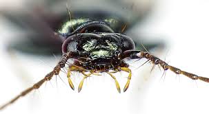 Attēlu rezultāti vaicājumam “Loricera pilicornis”