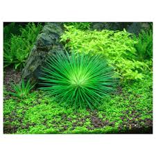 Attēlu rezultāti vaicājumam “Diderma cinereum”