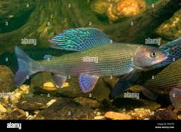 Image result for Thymallus thymallus