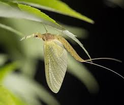 Attēlu rezultāti vaicājumam “Ephemeroptera”