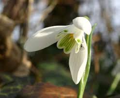 Attēlu rezultāti vaicājumam “Galanthus nivalis bud”