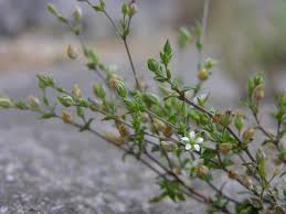 Attēlu rezultāti vaicājumam “Arenaria serpyllifolia flower”