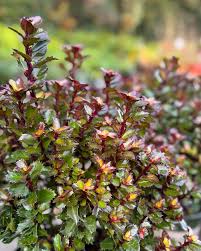 Attēlu rezultāti vaicājumam “Ilex x meserveae”