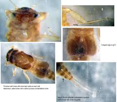 Attēlu rezultāti vaicājumam “Lycogala convexum sessile”