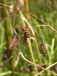 Attēlu rezultāti vaicājumam “Carex paupercula”
