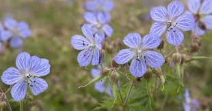 Attēlu rezultāti vaicājumam “Geranium pratense flower”
