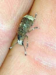 Attēlu rezultāti vaicājumam “Platystomos albinus”