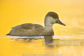 Image result for Netta rufina