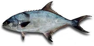 Image result for Lichia amia