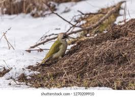 Attēlu rezultāti vaicājumam “Picus viridis nest”