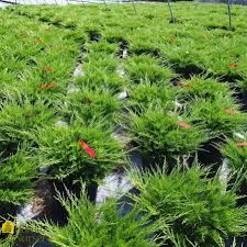 Attēlu rezultāti vaicājumam “Juniperus sabina”