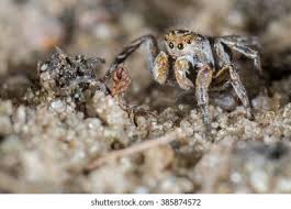 Attēlu rezultāti vaicājumam “Aelurillus v-insignitus”